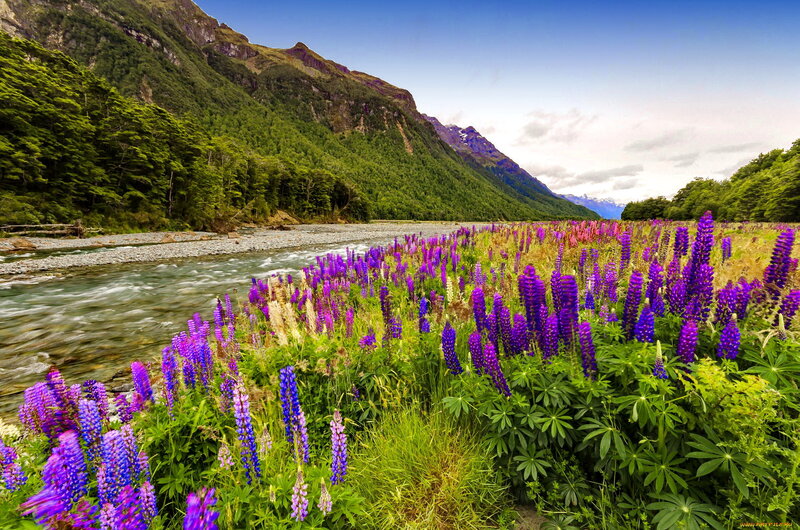 Purple Lupine Flowers — Serene, Afternoon, Photograph, River