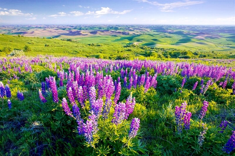 Purple Lupine Flowers — Serene, Afternoon, Photograph