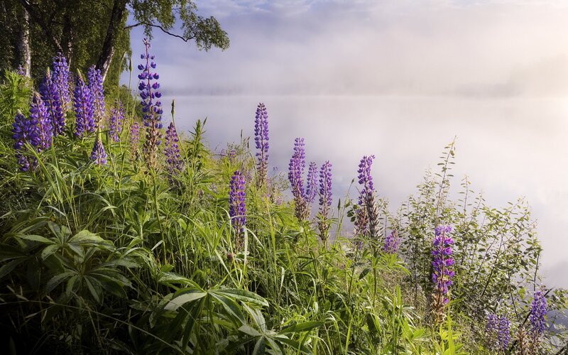 Purple Lupine Flowers — Serene, Morning, Photograph