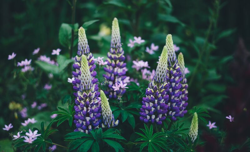 Purple Lupine Flowers — Serene, Spring, Photograph, Green Leaves, Small Pink Flowers