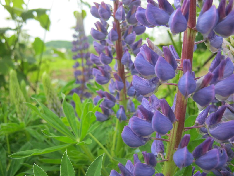 Purple Lupine Flowers — Serene, Spring, Photograph, Green Leaves