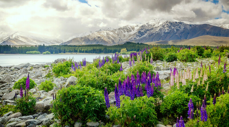 Purple Lupine Flowers — Serene, Spring, Photograph, Mountains, Lake