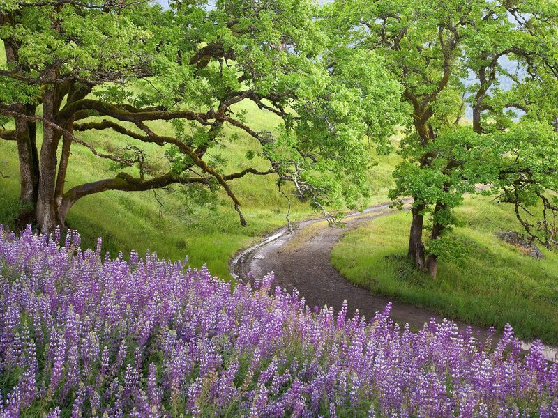 Purple Lupine Flowers — Serene, Spring, Photograph, Trees, Path