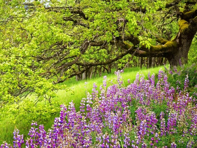 Purple Lupine Flowers — Serene, Spring, Photograph, Trees