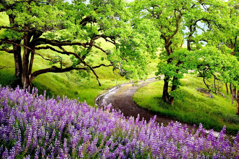 Purple Lupine Flowers — Serene, Spring