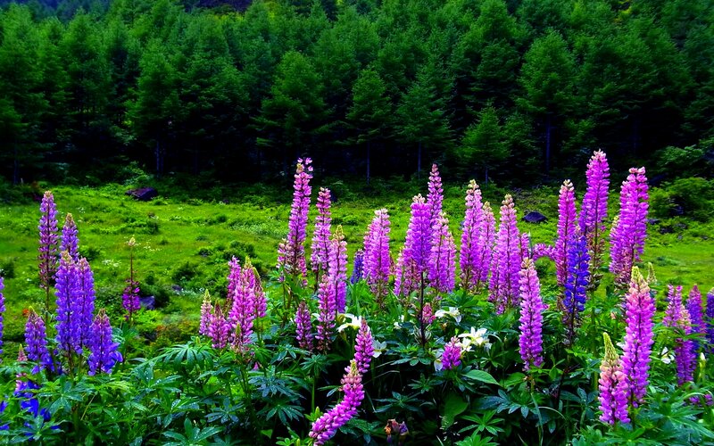 Purple Lupine Flowers — Serene, Summer, Photograph, Forest