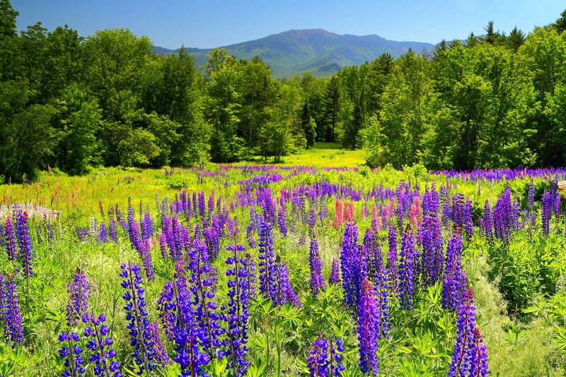 Purple Lupine Flowers — Serene, Summer, Photograph, Mountain
