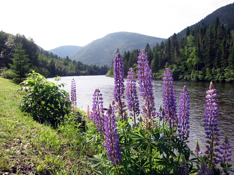 Purple Lupine Flowers — Serene, Summer, Photograph, River