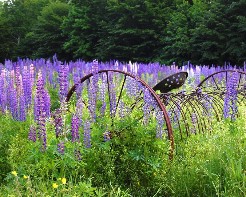 Purple Lupine Flowers — Serene, Summer, Photograph
