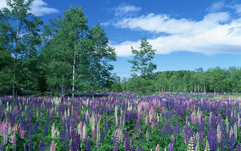 Purple Lupine Flowers — Serene, Summer