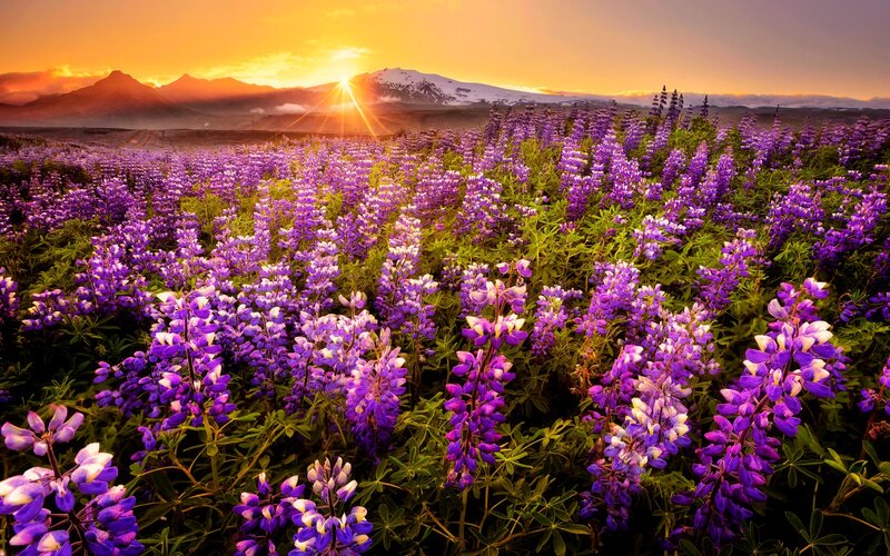Purple Lupine Flowers — Serene, Sunrise, Photograph