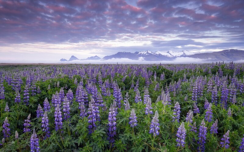 Purple Lupine Flowers — Serene, Sunrise