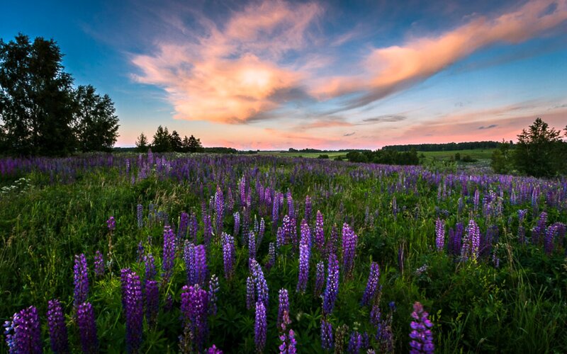 Purple Lupine Flowers — Serene, Sunset, Photograph, Field