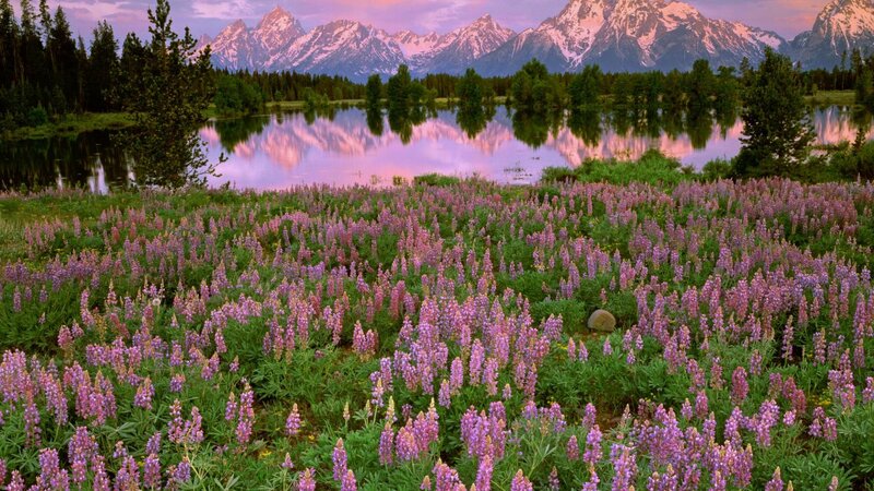 Purple Lupine Flowers — Serene, Sunset, Photograph, Mountains