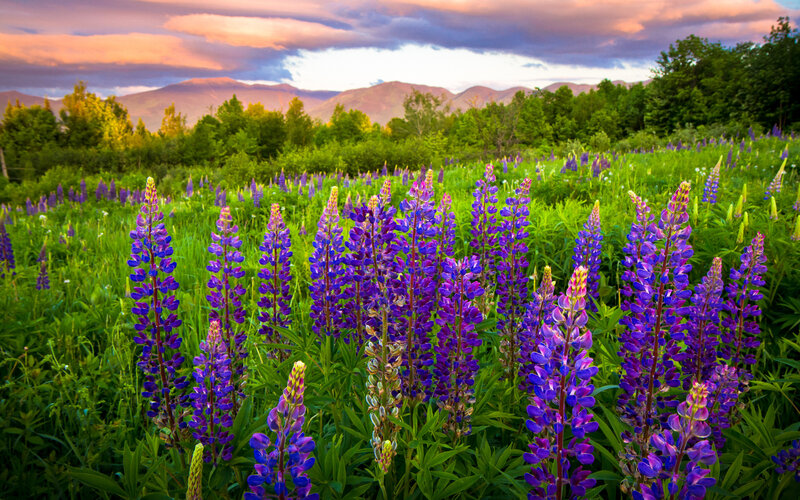Purple Lupine Flowers — Serene, Sunset, Photograph, Mountains, Trees