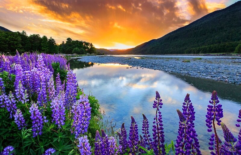 Purple Lupine Flowers — Serene, Sunset, Photograph, River, Mountain