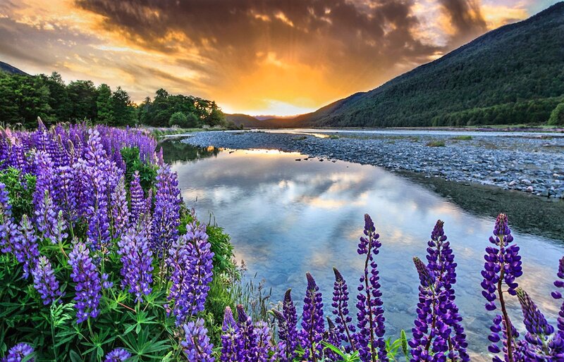 Purple Lupine Flowers — Serene, Sunset, Photograph, River