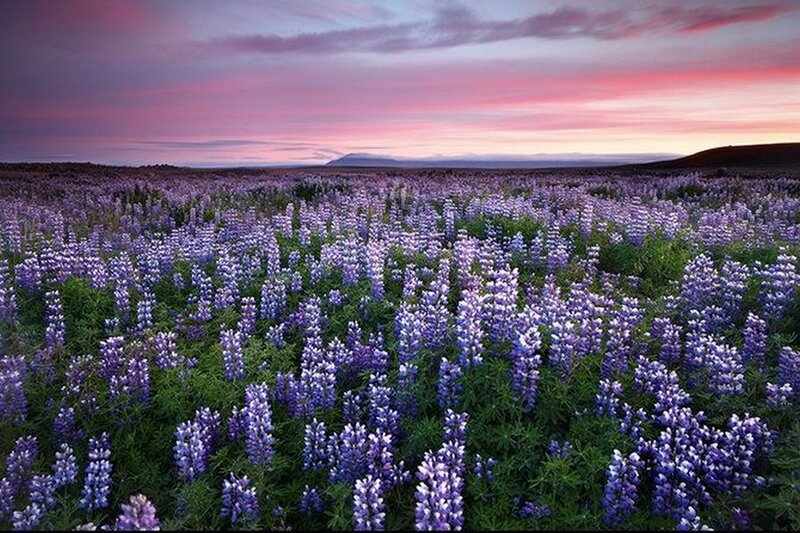 Purple Lupine Flowers — Serene, Sunset