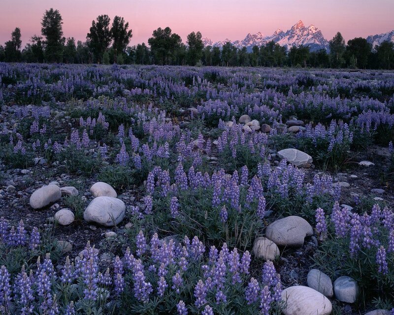 Purple Lupine Flowers — Serene