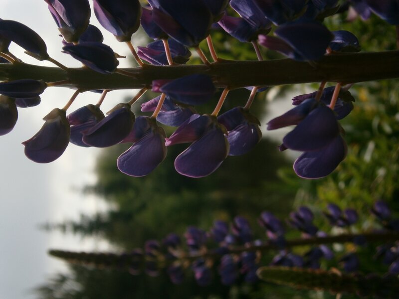 purple lupine flowers