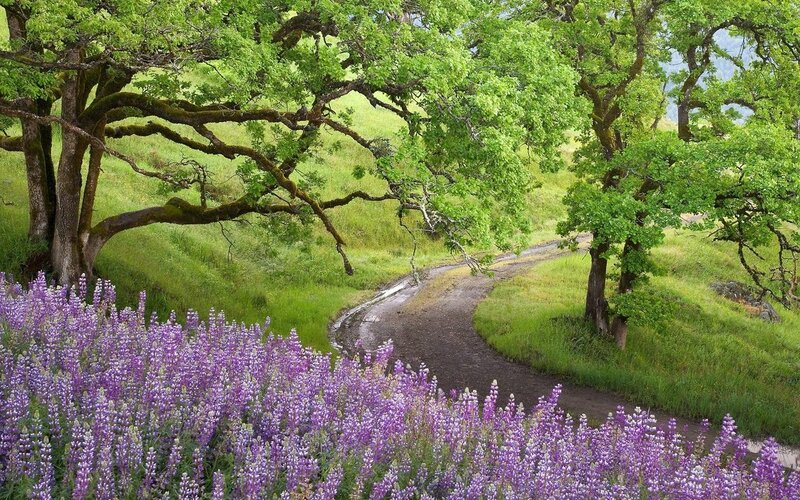 Purple Lupine Flowers — Trees