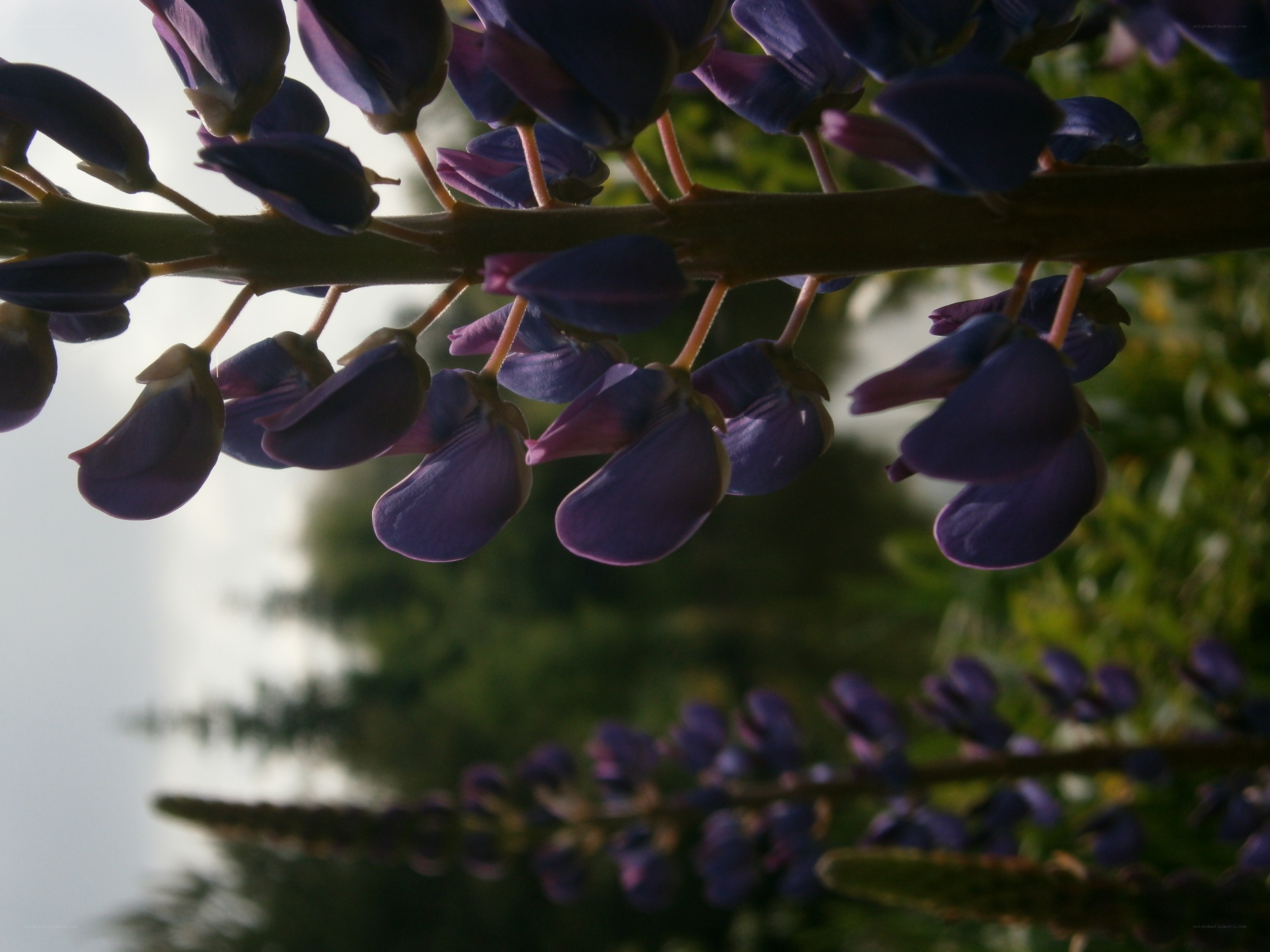 purple lupine flowers
