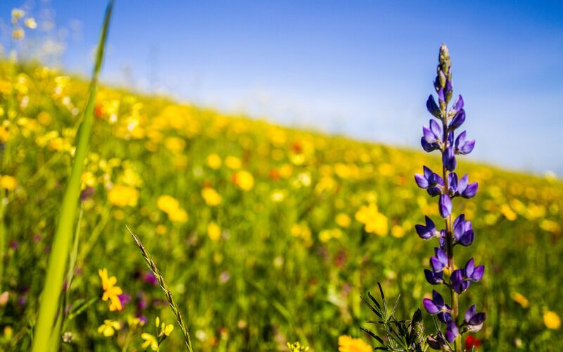 Purple lupine in a wildflower field