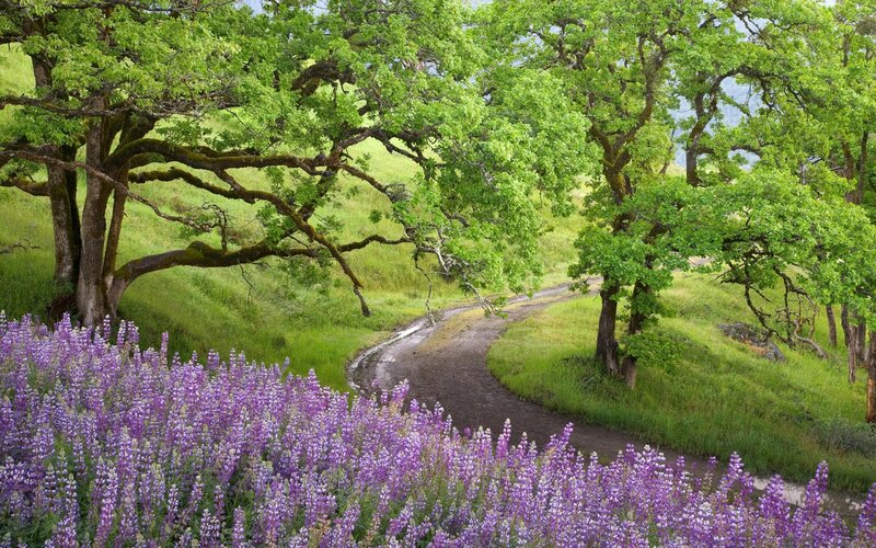 Purple lupines along a winding path