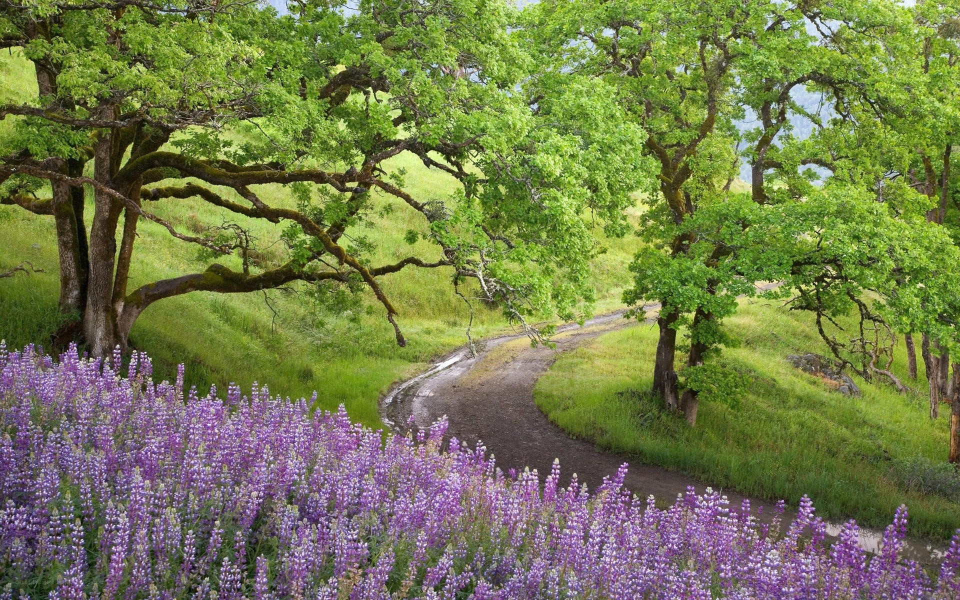 Purple lupines along a winding path