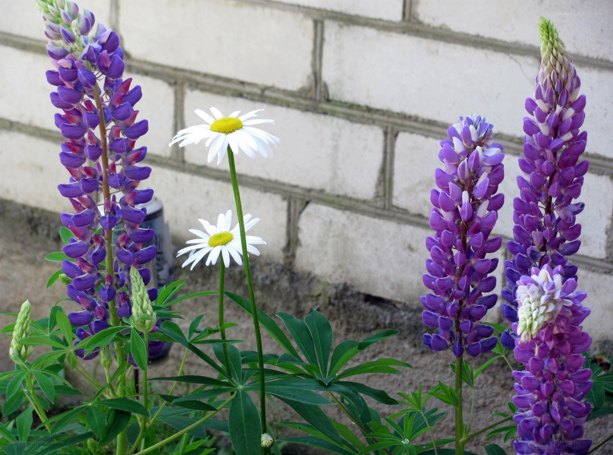 Purple lupines and daisies