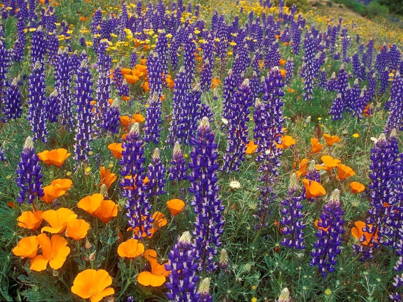 Purple lupines and orange poppies