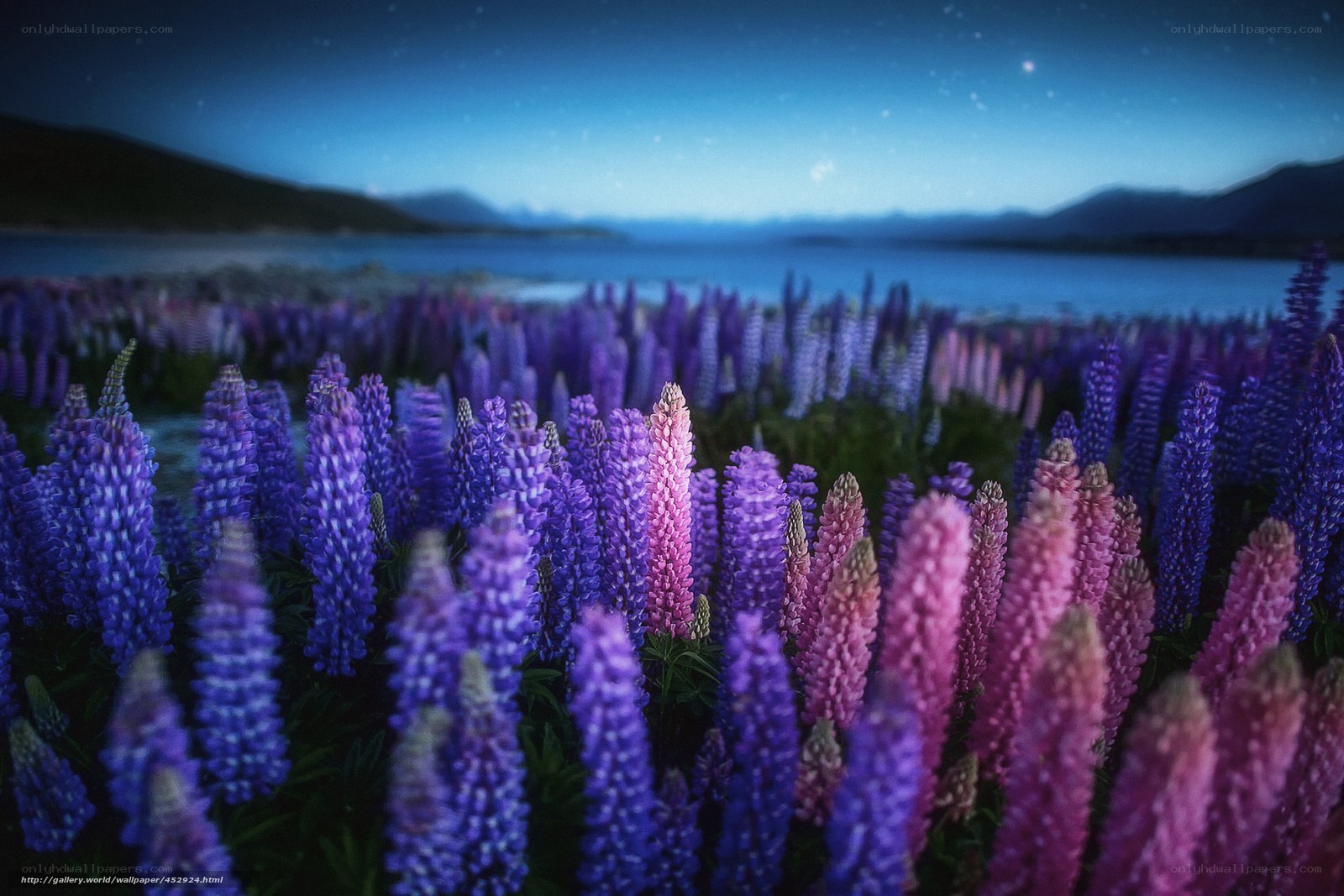 Purple lupines at night