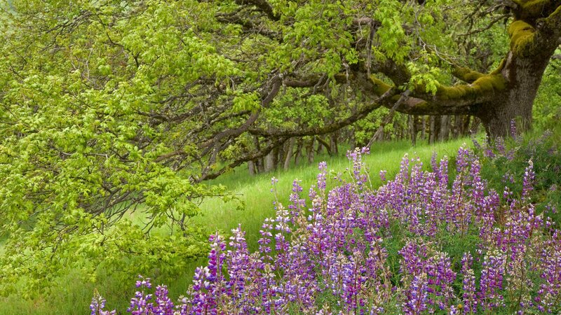 Purple lupines in a forest clearing
