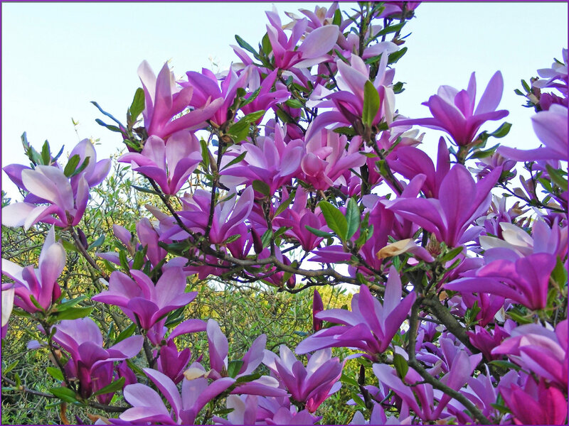 Purple magnolia blossoms in bloom