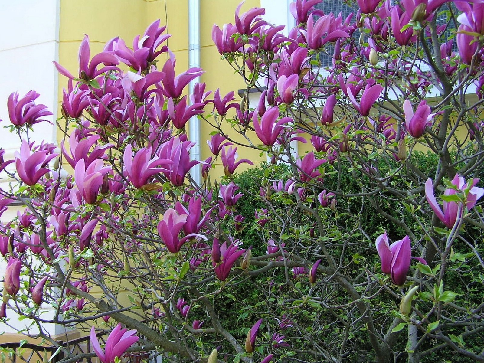Purple magnolia blossoms in bloom