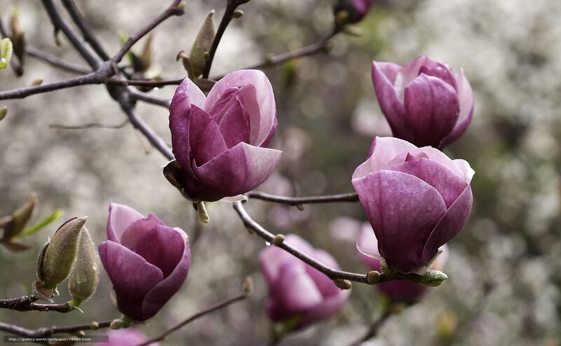 Purple magnolia blossoms in spring