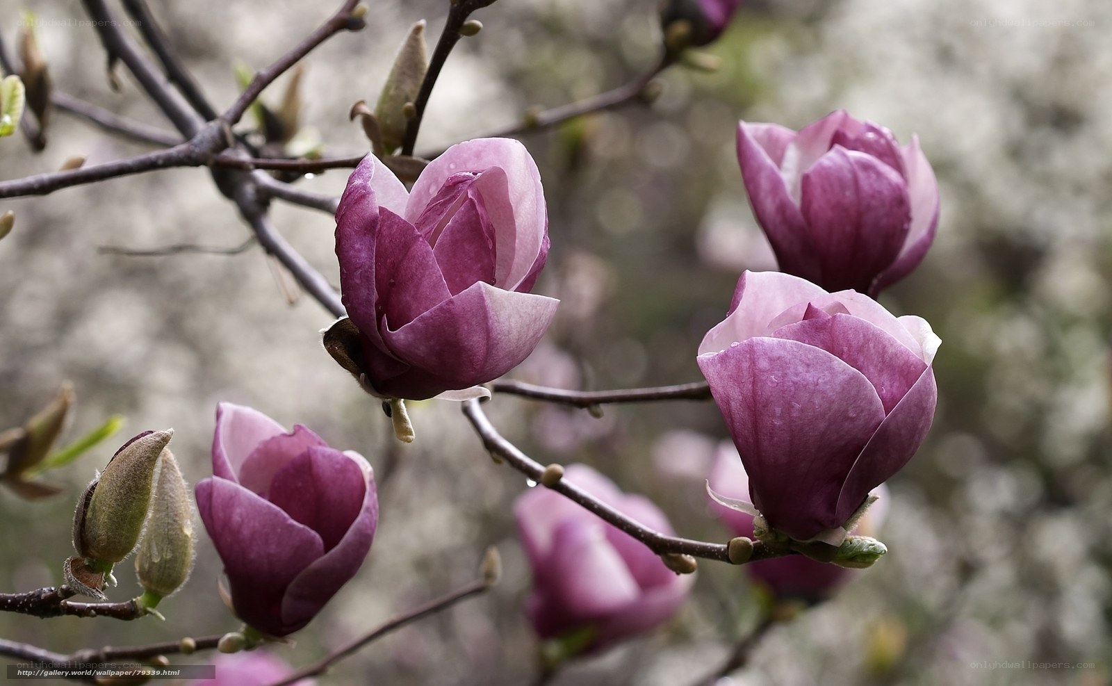 Purple magnolia blossoms in spring