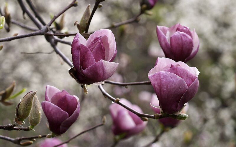 Purple Magnolia Blossoms — Serene, Spring