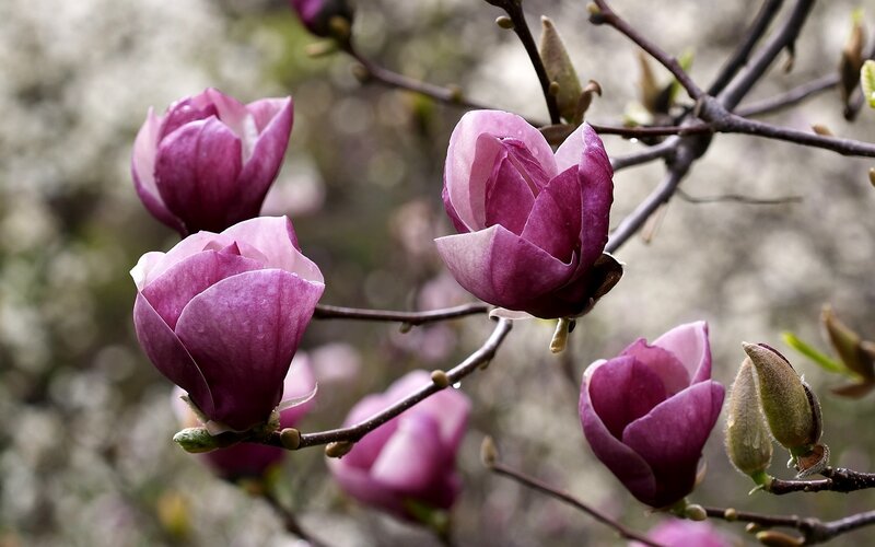 Purple Magnolia Blossoms — Serene