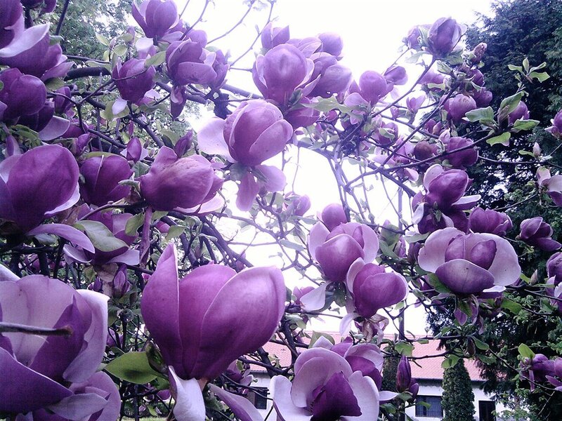 Purple Magnolia Blossoms