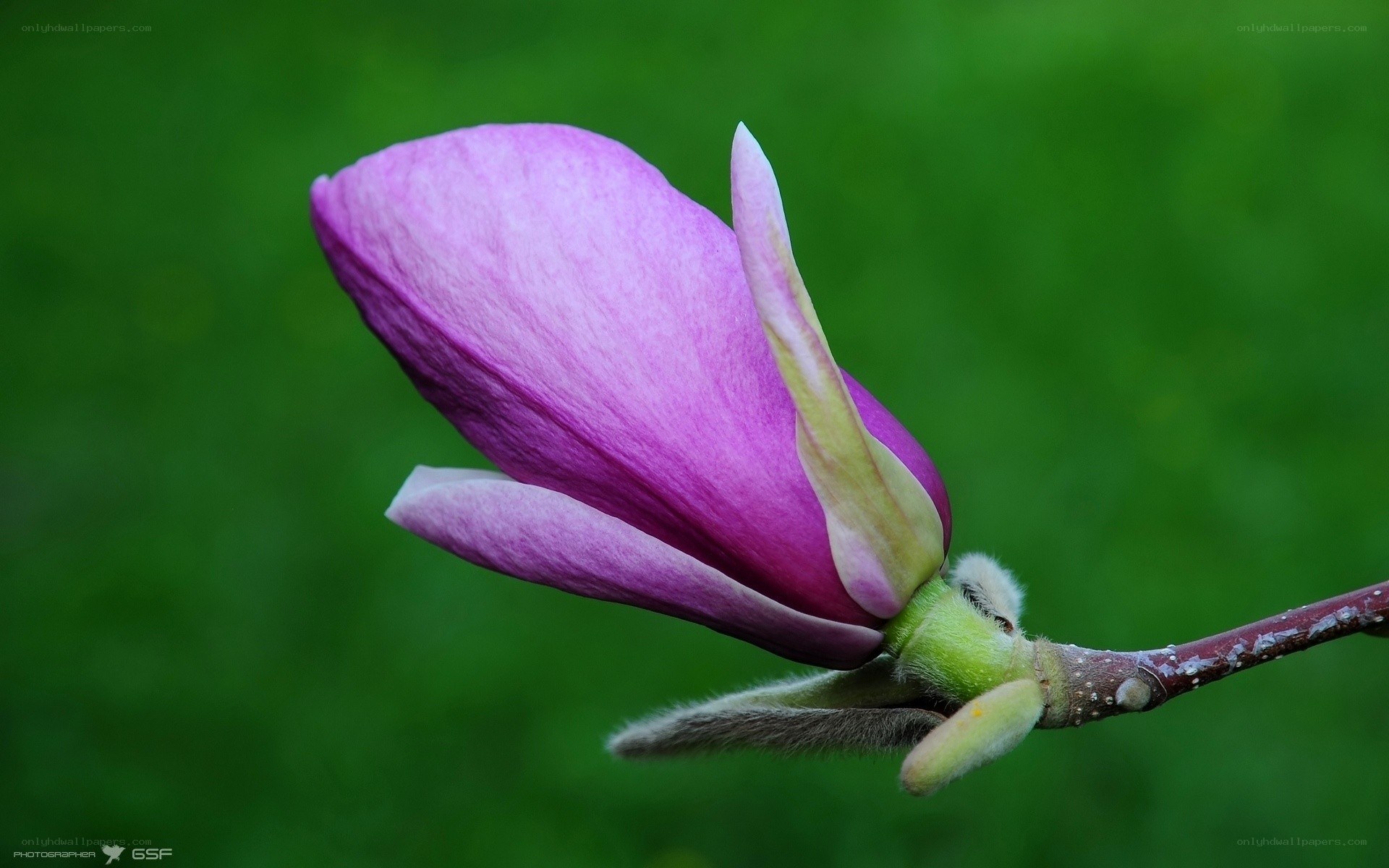 purple magnolia bud
