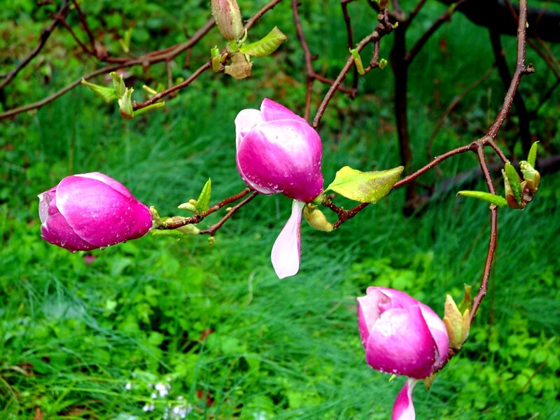 Purple magnolia buds on a branch