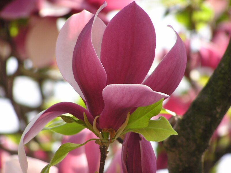 Purple magnolia flower in bloom