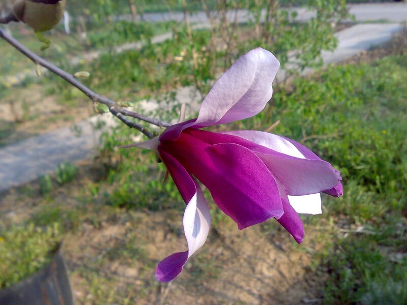 Purple magnolia flower in bloom