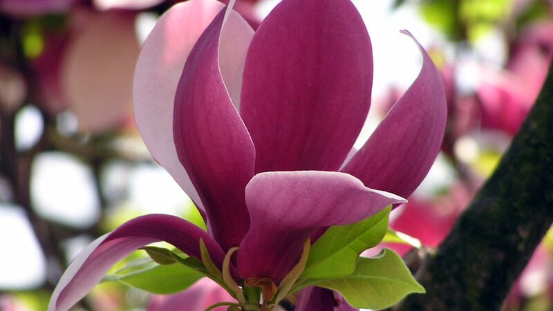 Purple magnolia flower in bloom