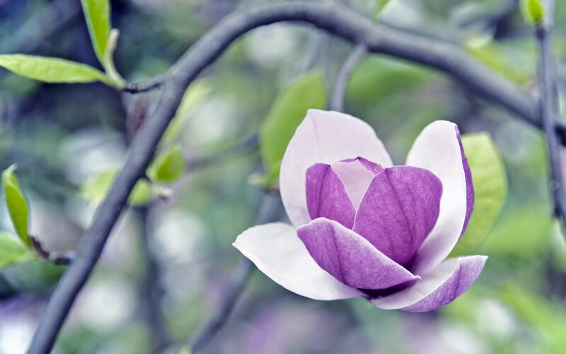 Purple magnolia flower in bloom