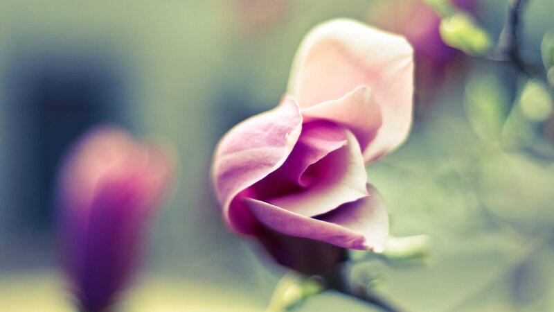 Purple Magnolia Flower — Pink