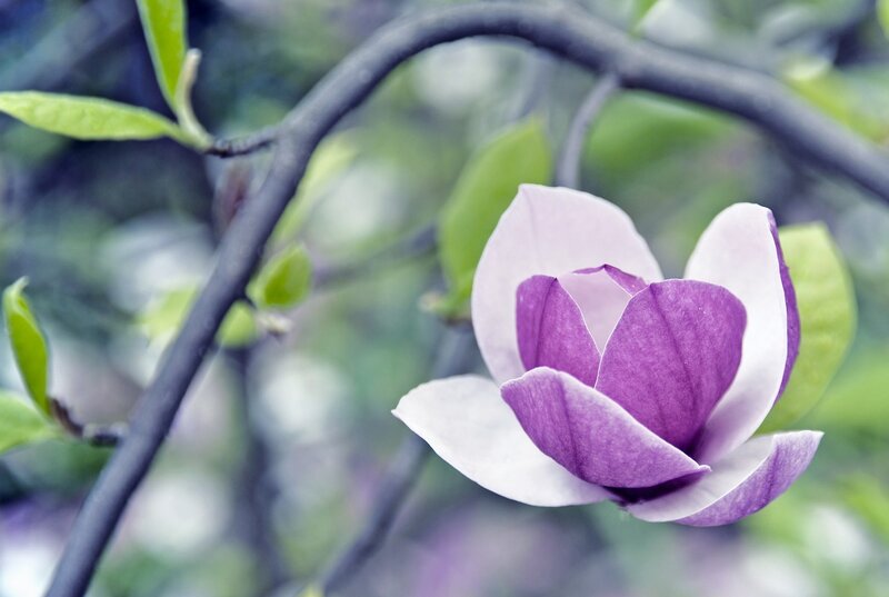Purple Magnolia Flower — Serene, Spring, Photograph