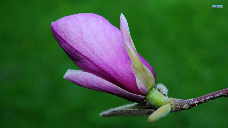 Purple Magnolia Flower — Serene