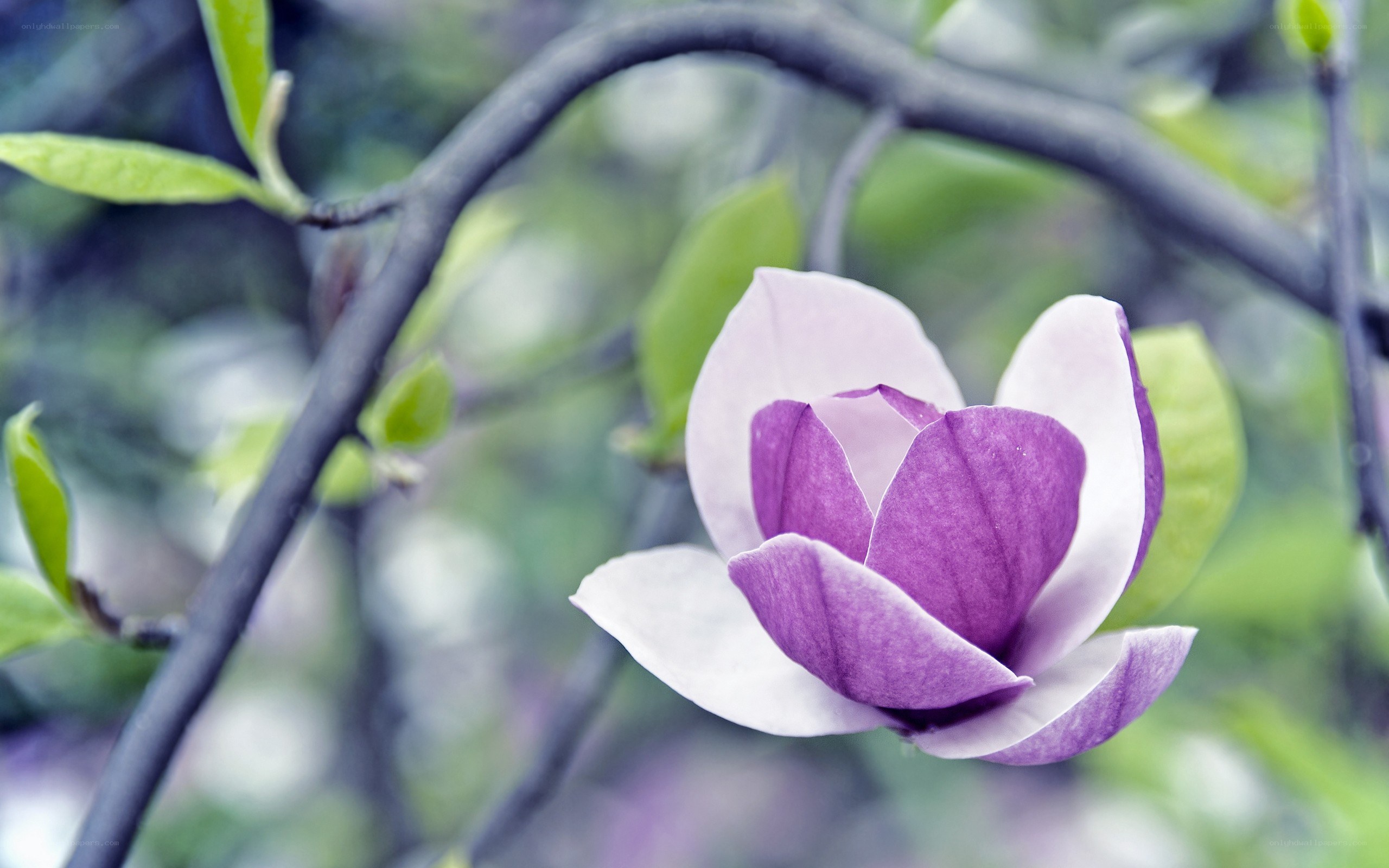 purple magnolia flower